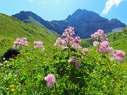 Baite di Mezzeno-Lago Branchino, festa di fiori-22giu26- FOTOGALLERY